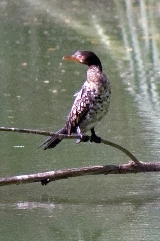 Kenia (558).jpg